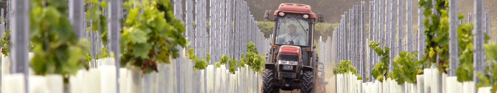 Traktor fährt zwischen Neuanlage Weinreben © Dienstleistungszentren Ländlicher Raum